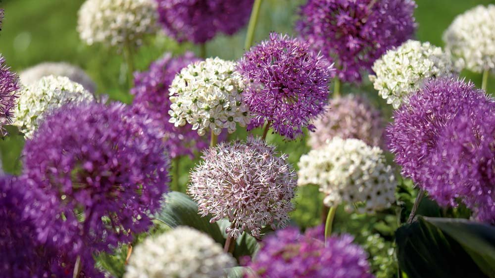 Allium mix