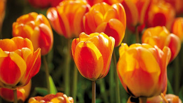 Apeldoorn tulppaanit