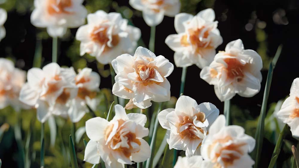 Kaksinkertaiset narsissit