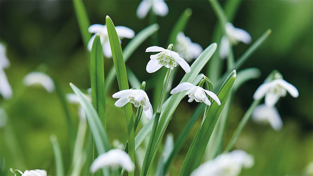 Kaksikukkainen lumikello
