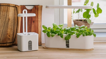 Siemenet hydroponiseen viljelyyn
