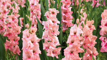 Gladiolus