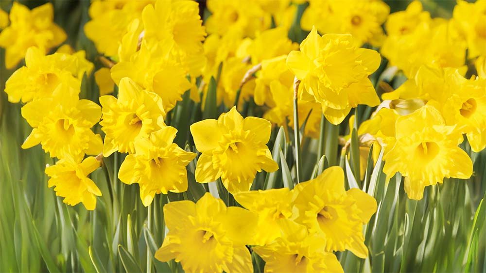 Keltaiset kevätkukat