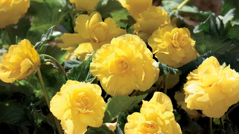 Keltaiset kesäkukat