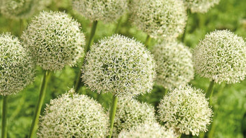 Valkoinen allium