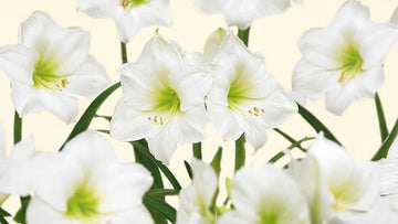 Valkoinen amaryllis