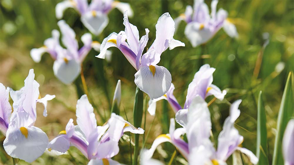 Valkoinen kurjenmiekka