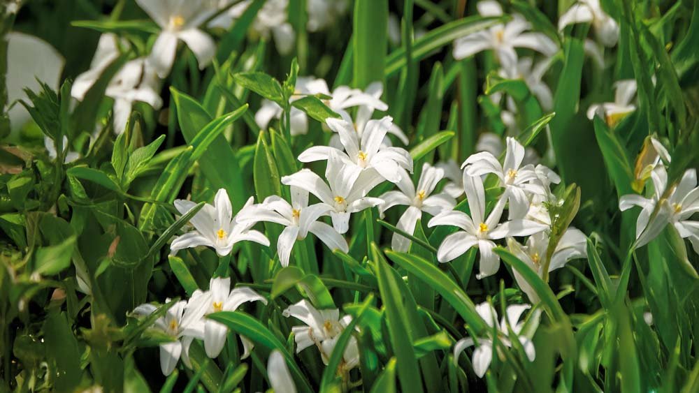 Valkoinen kevättähti