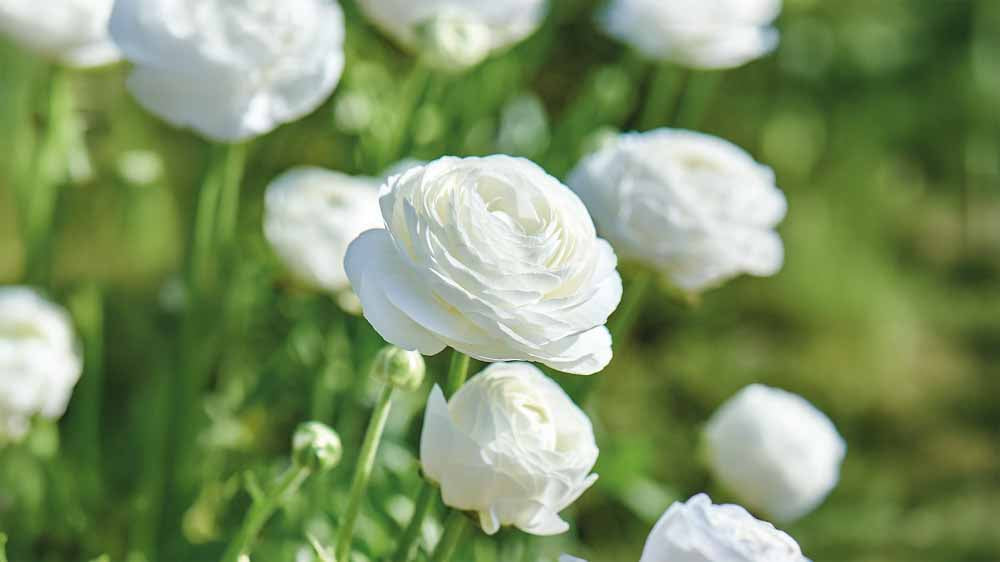 Valkoiset kesäkukat