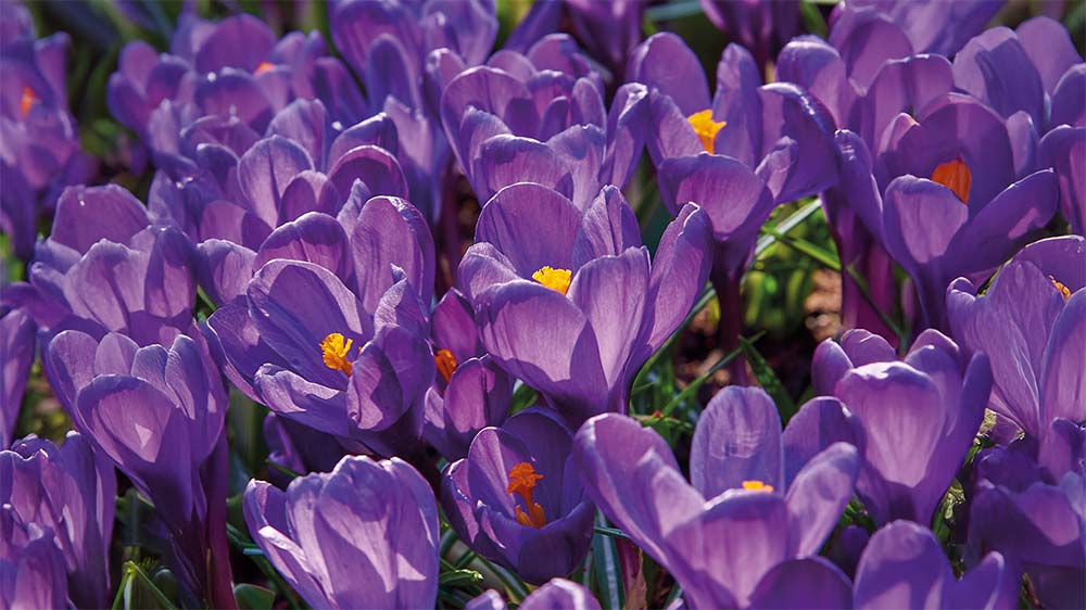 Violetit kevätkukat