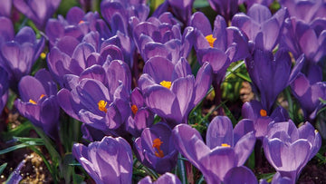 Violetti krokus