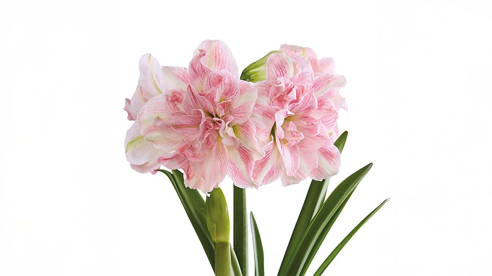 Vaaleanpunainen amaryllis