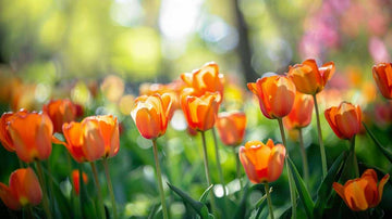 Oranssit tulppaanit