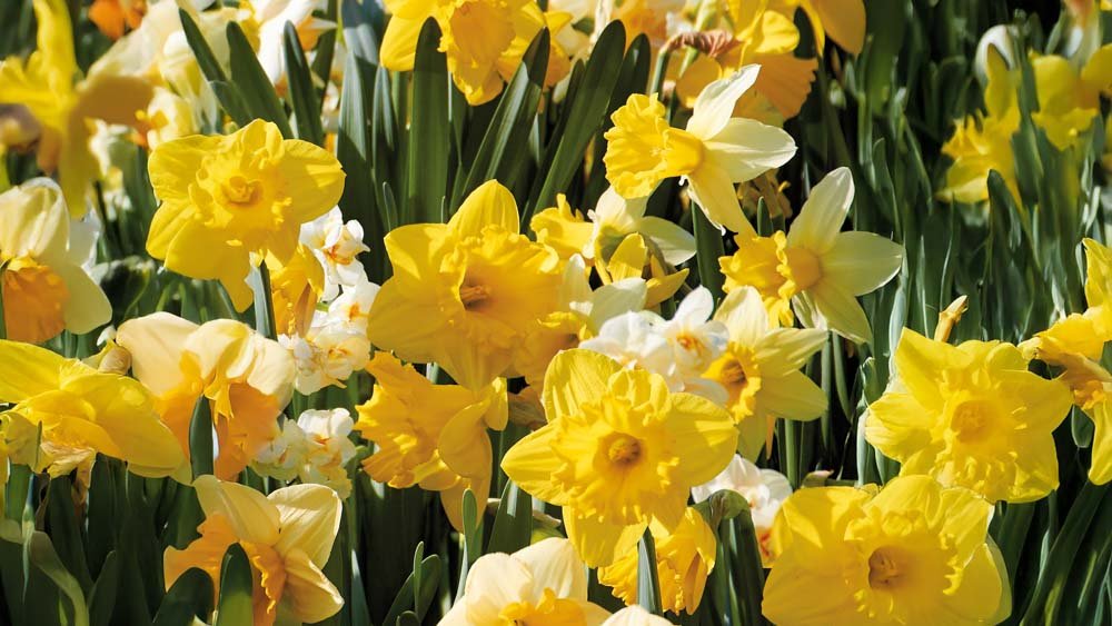 Narsissien suurpakkaukset