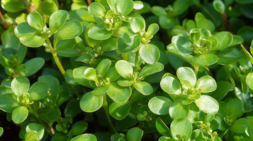 Portulakan siemenet