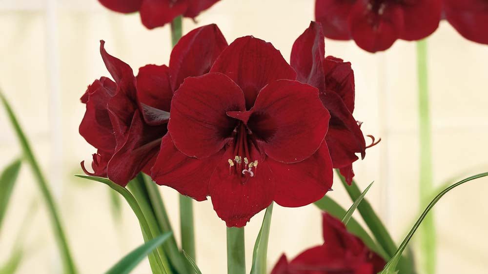 Punainen amaryllis