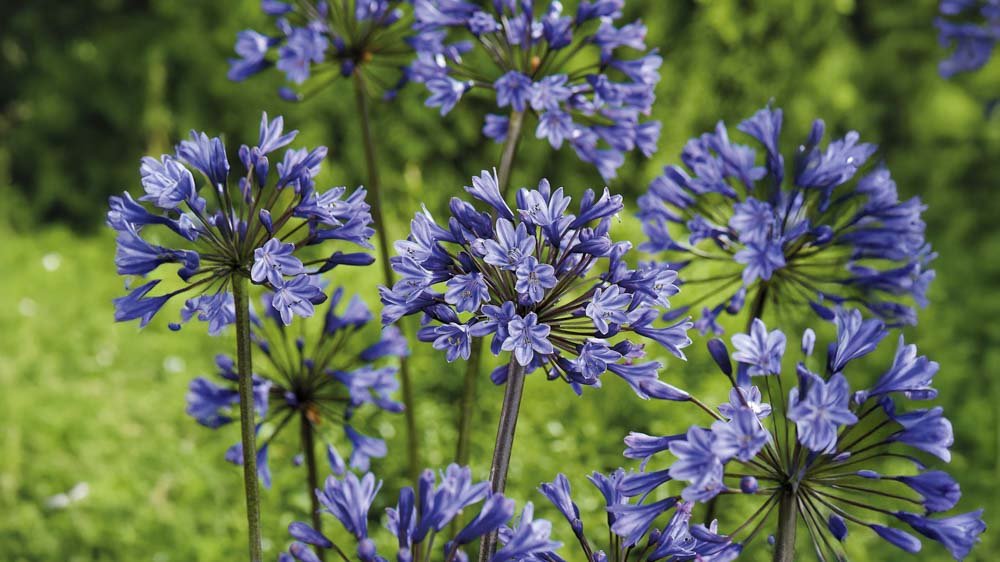 Siniset perennat - Osta eri sinisen sävyjä täältä!