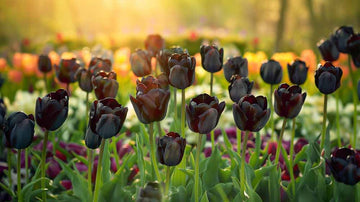 Mustat tulppaanit