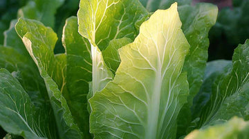 Suippokaalin siemenet