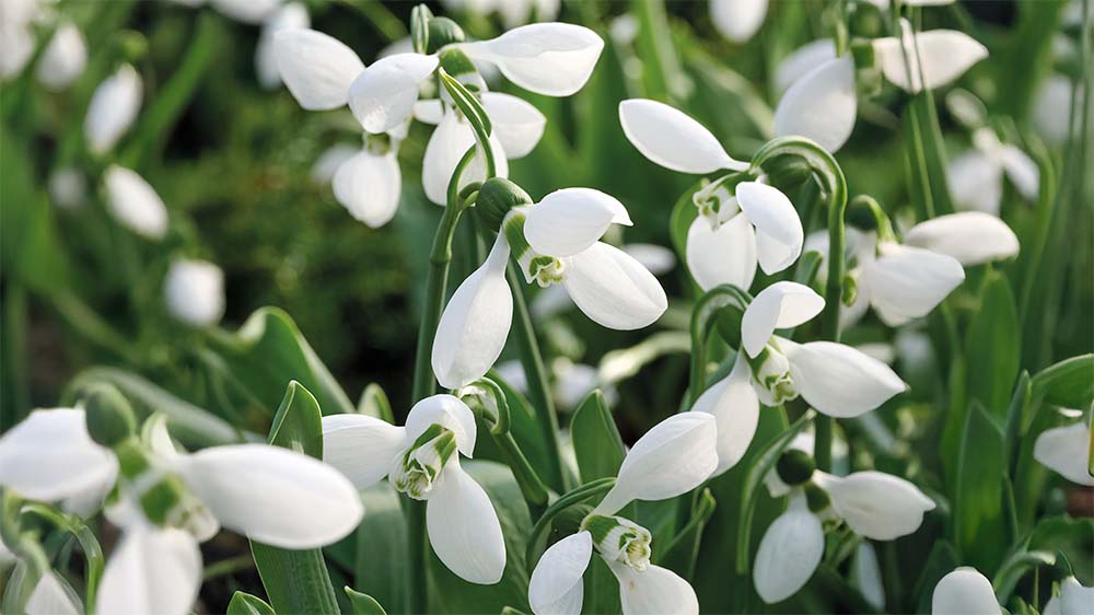 Varhaiset kevätkukat