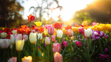Tulppaanit