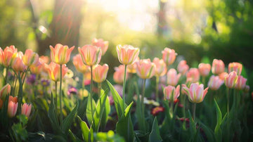 Viridiflora tulppaanit