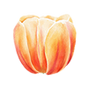 Tulppaanit