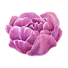 Tulppaanit