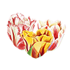 Tulppaanit