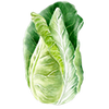 Suippokaalin siemenet