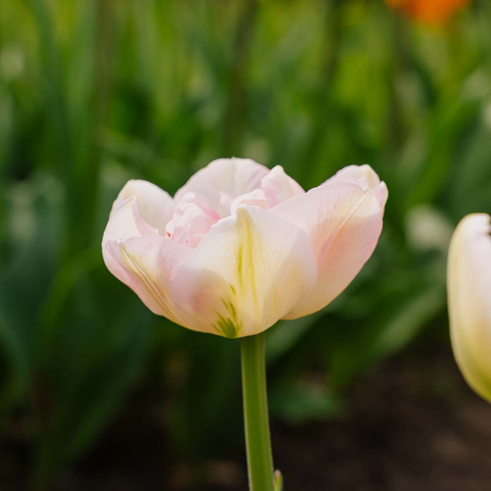 Tulppaani 'Finola'