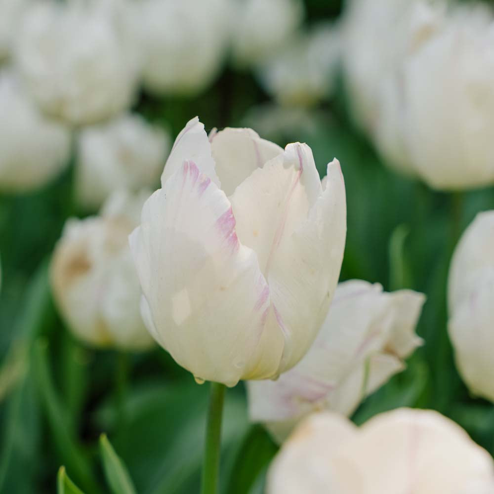 Tulppaani 'White Prince'