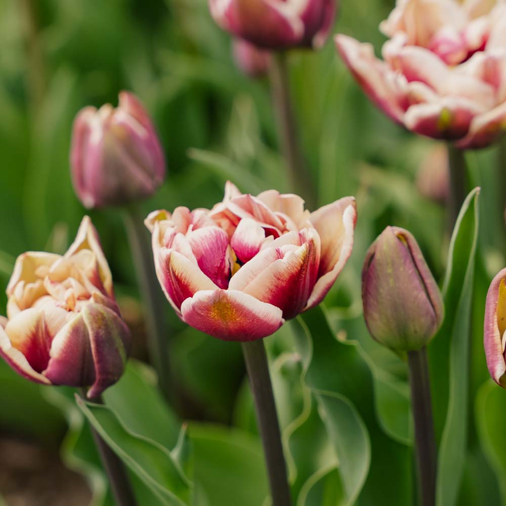 Tulppaani 'Wyndham'