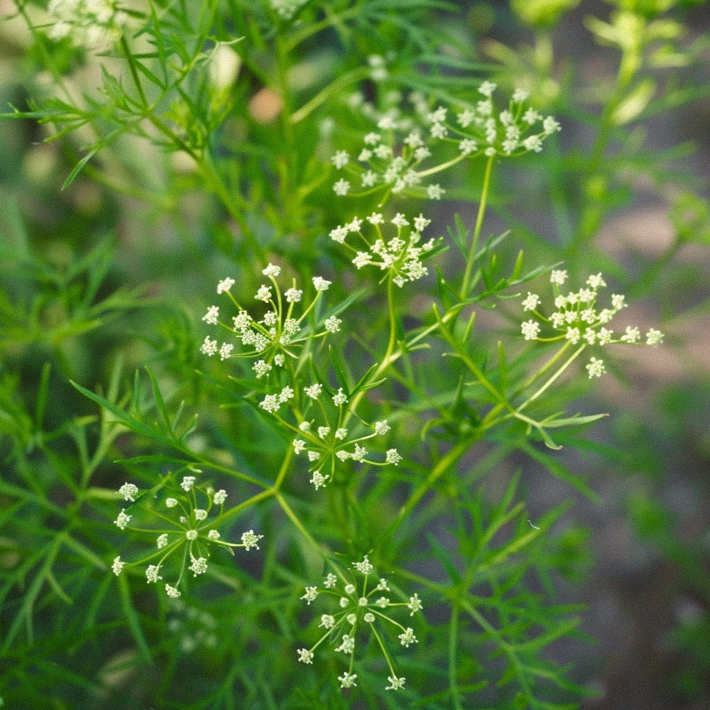 Aniksen siemenet - 200 luomusiementä