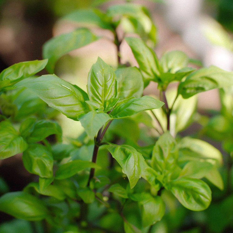 Basilikan siemenet 'Cinnamon' - 100 luomusiementä