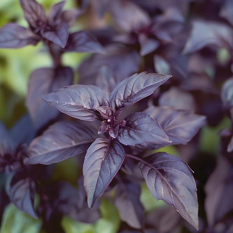 Basilikan siemenet 'Dark opal' - 120 luomusiementä