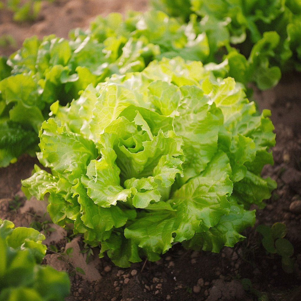 Batavia - salaatin siemenet 'Blonde de Paris' - 200 luomusiementä