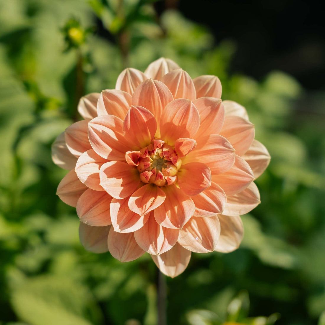 Daalia 'Apricot Desire'