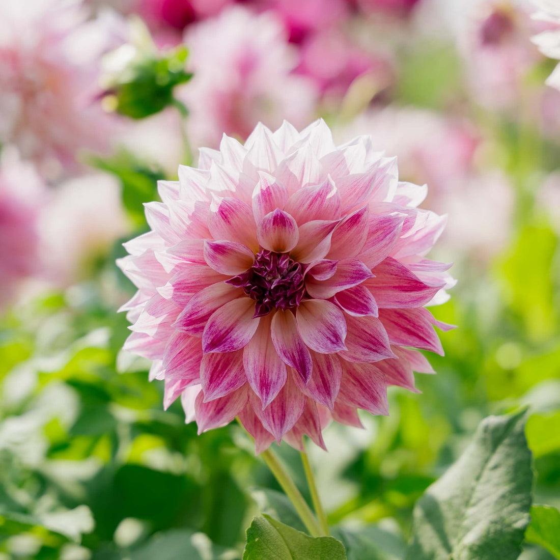 Daalia 'Cafe au Lait Royal'