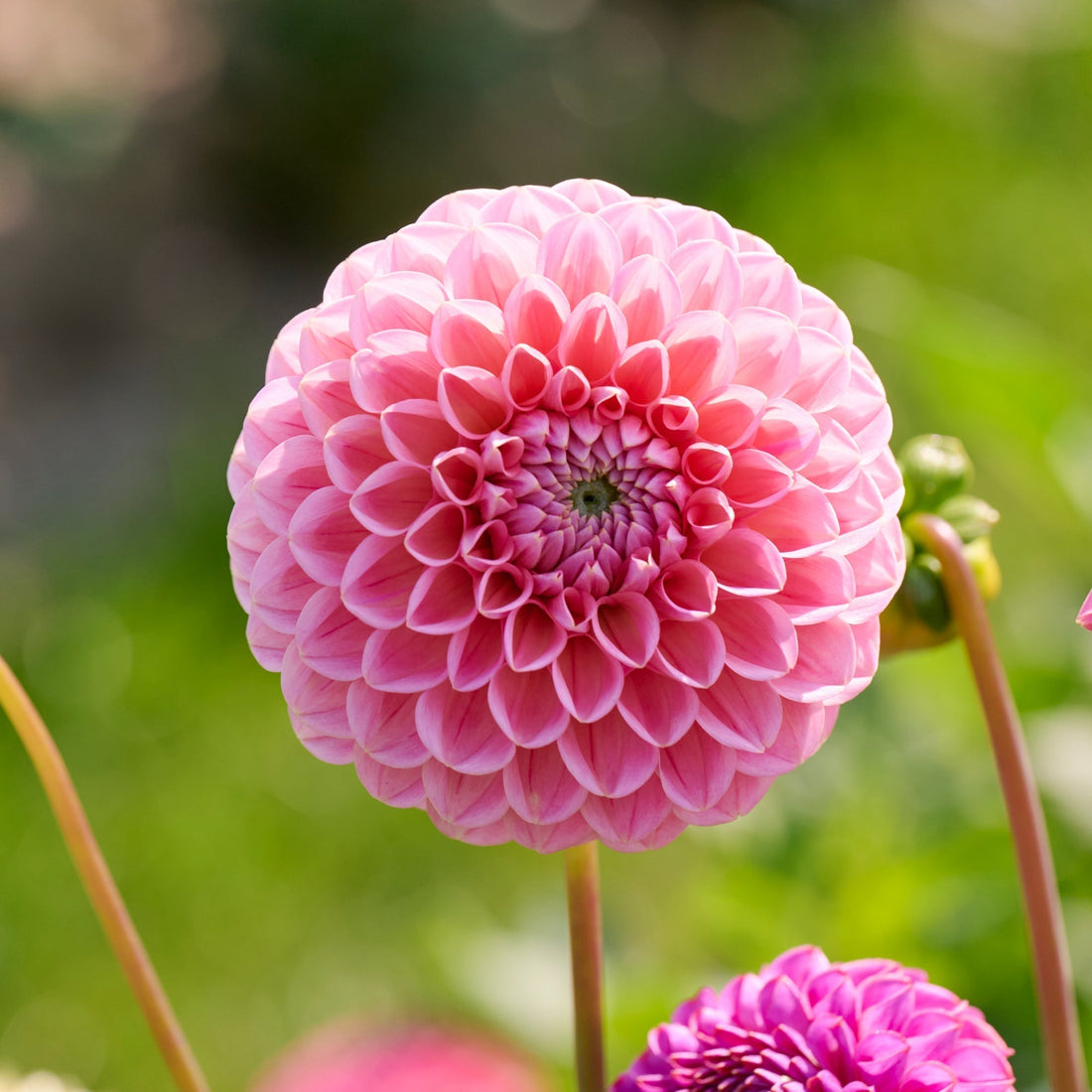 Daalia 'Caitlin's Joy'