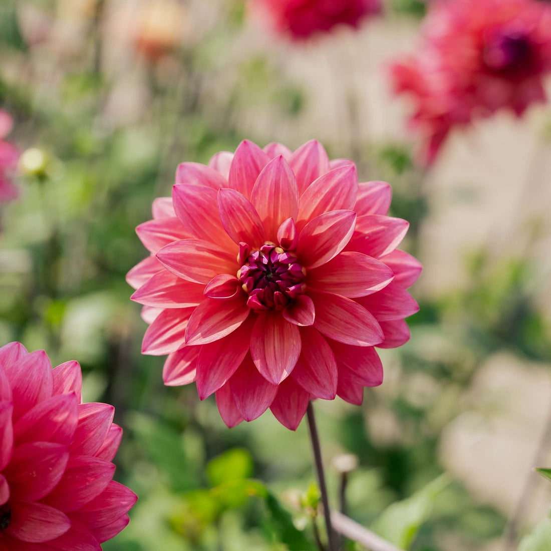 Daalia 'Feline Yvonne'