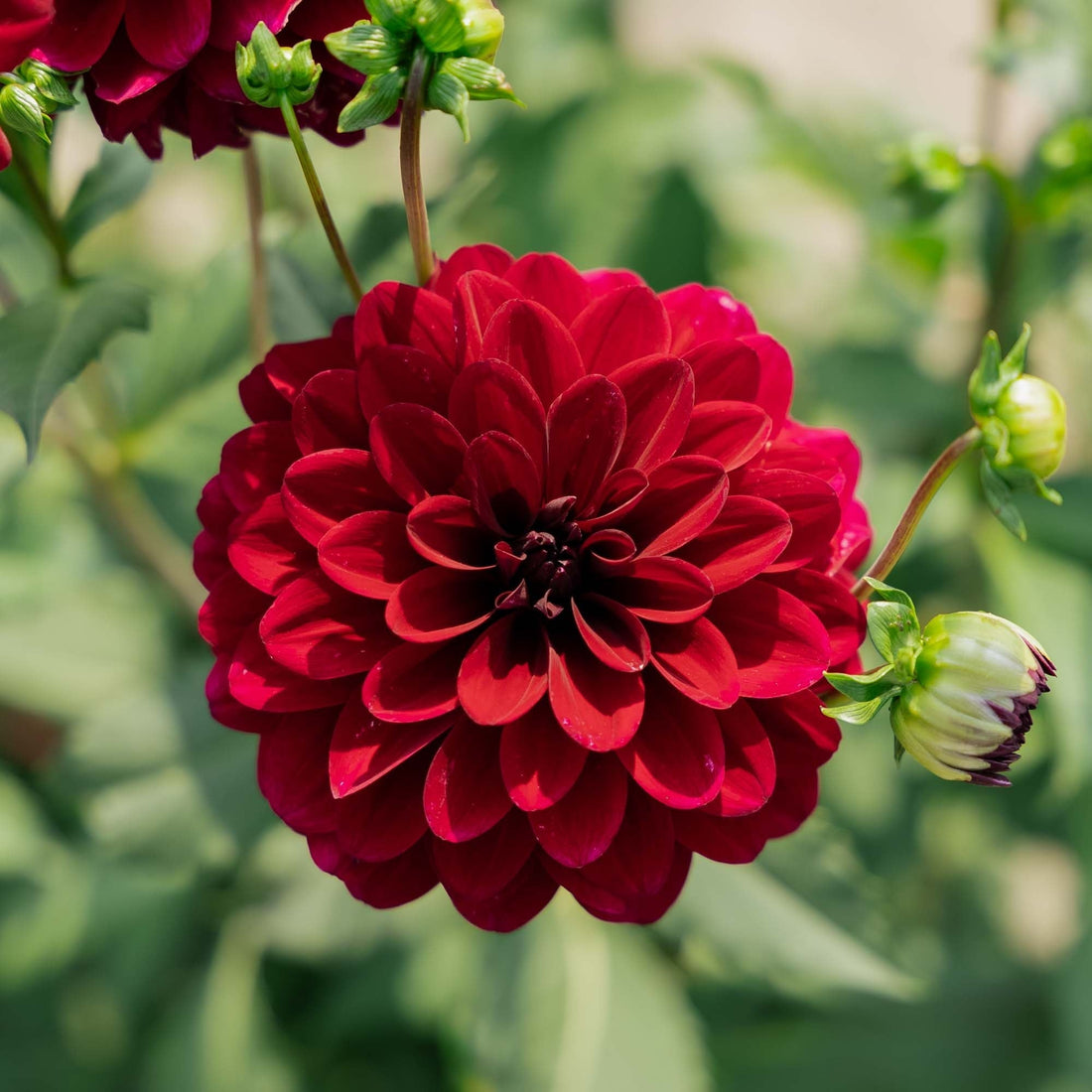 Daalia 'Karma Naomi'