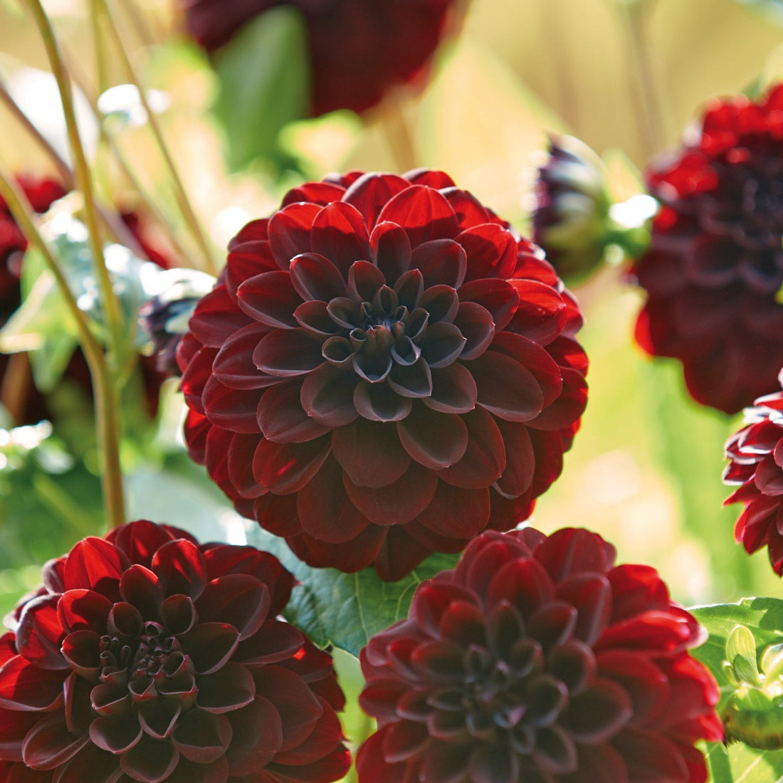 Daalia 'La Recolata'