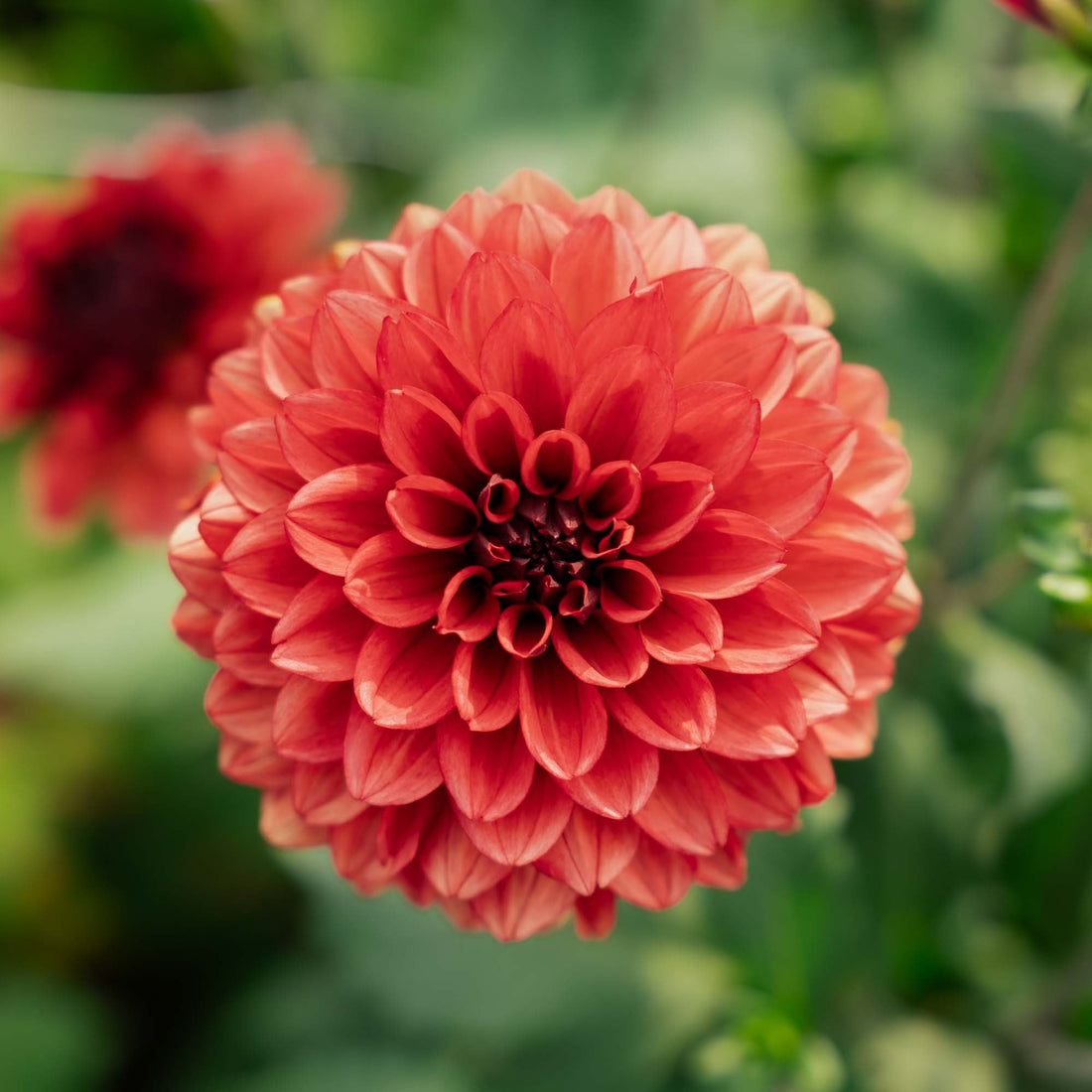 Daalia 'Missis miley'