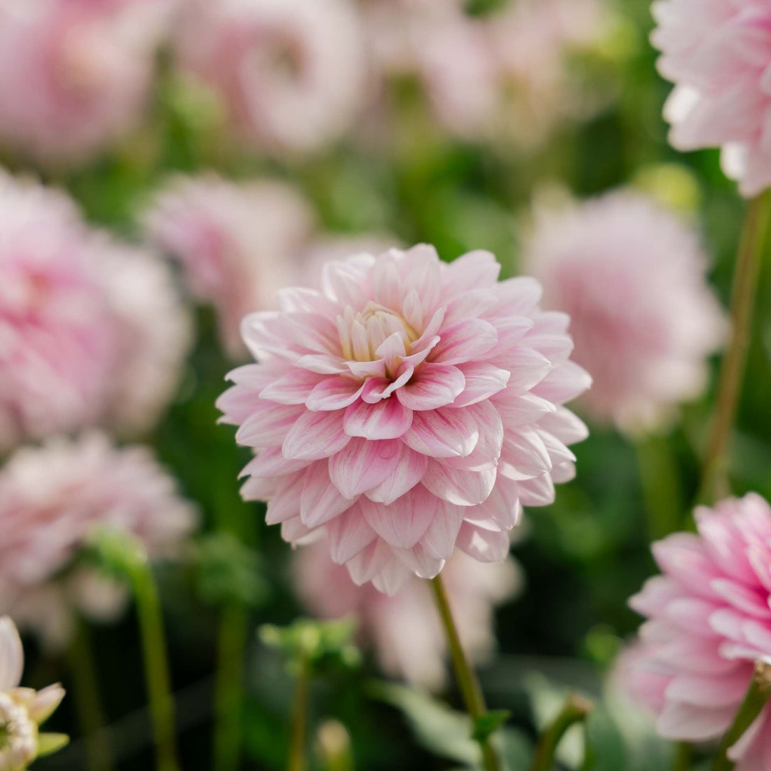 Daalia 'Offshore Dream'