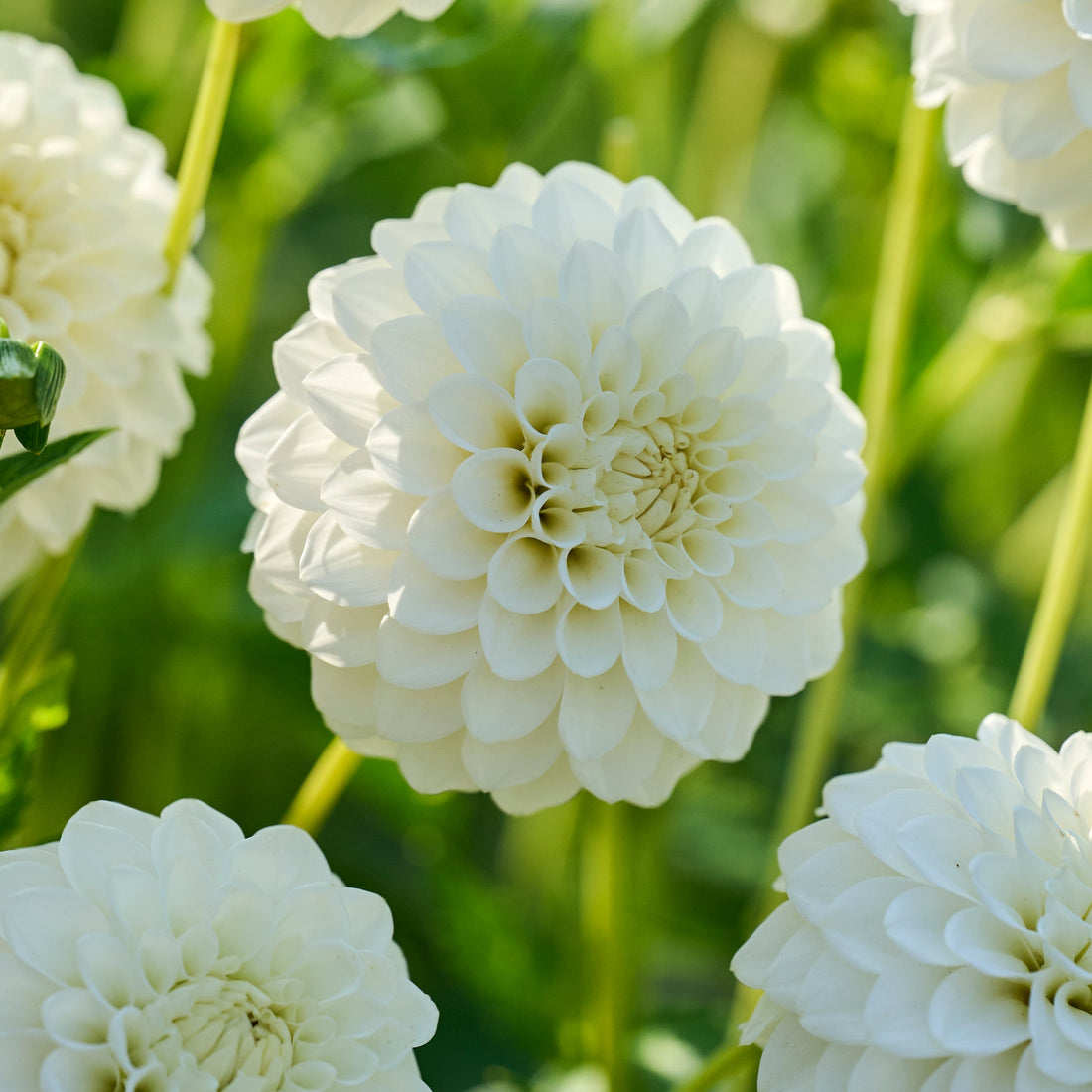 Daalia 'Petra's Wedding'