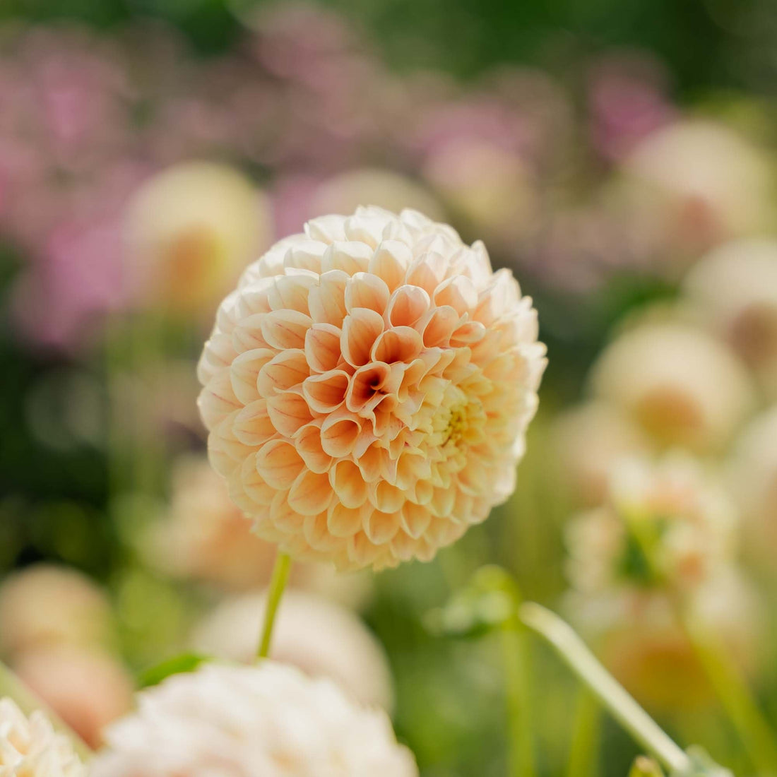 Daalia 'Sweet Suzanne'