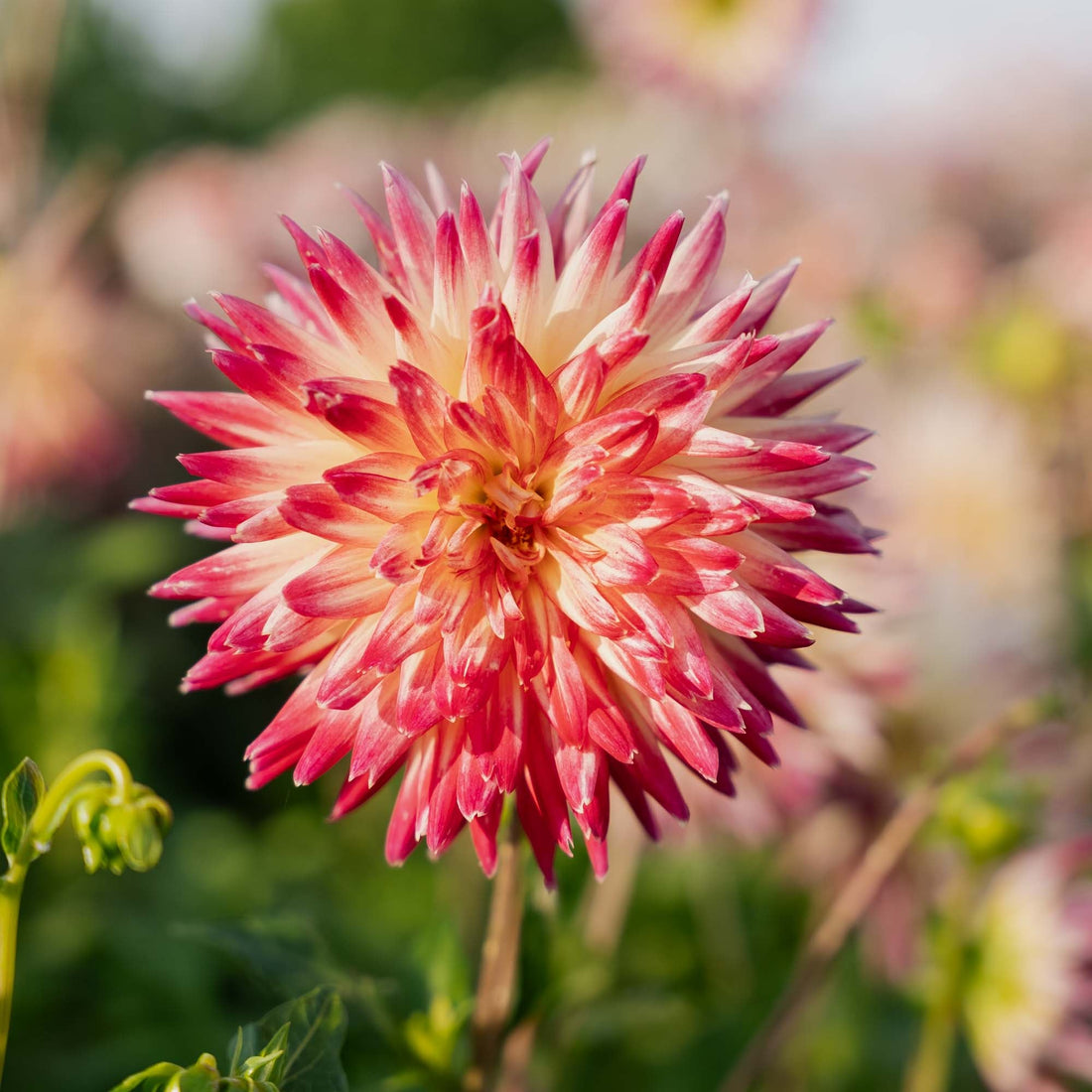 Daalia 'Tahiti Sunrise'