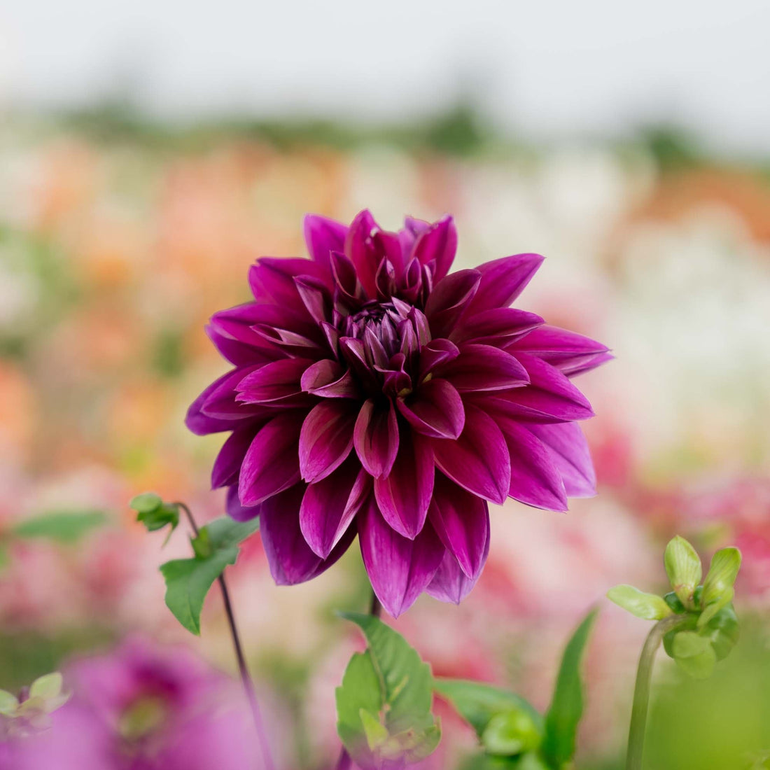 Daalia 'Thomas A. Edison'