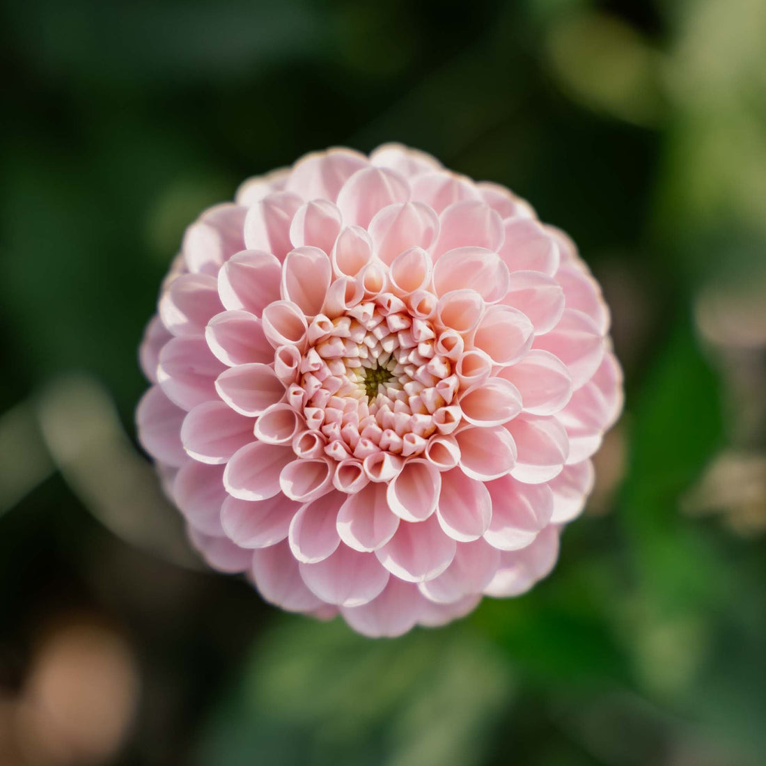 Daalia 'Wizard of Oz'